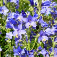 Растение садовое "Синюха голубая"