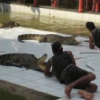 Шоу крокодилов (Таиланд, Самуи)