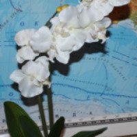 Светодиодный светильник Straz Overseas "Орхидея"
