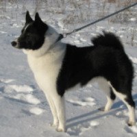 Порода собак "Русско-европейская лайка"
