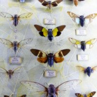Шоу-музеум насекомых в Ливадийском дворце (Крым, Ялта)