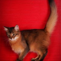 Порода кошек "Сомалийская кошка"