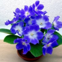 Комнатный цветок "Фиалка"