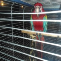Выставка попугаев и других экзотических животных (Россия, Орел)
