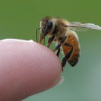 Апитерапия (лечение пчелиным ядом)