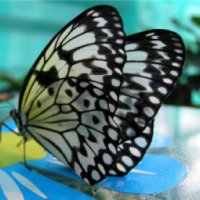 Выставка тропических бабочек (Россия, Минеральные Воды)