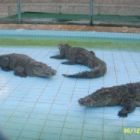 Шоу крокодилов (Египет, Шарм-эль-Шейх)