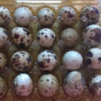 Яйца перепелиные Авалон