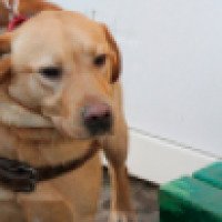Экскурсия в школу подготовки собак-поводырей (Россия, Купавна)