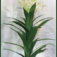 Искусственный цветок Greener "Юкка Диала"