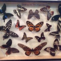 Выставка "Мир летающих цветов - бабочки" (Россия, Серпухов)