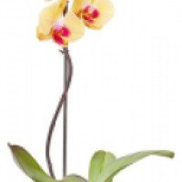 Горшок для орхидеи Техоснастка "Корона"