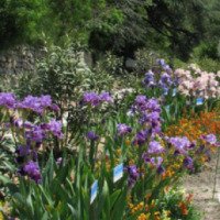 Выставка ирисов в Никитском Ботаническом саду (Крым, Ялта)