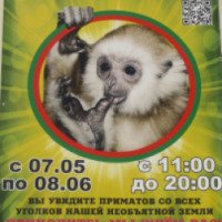 Выставка обезьян (Россия, Челябинск)