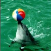 Дельфинарий в Казачьей бухте (Крым, Севастополь)