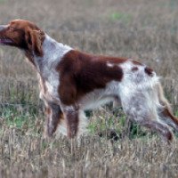 Порода собак "Эпаньол бретон"