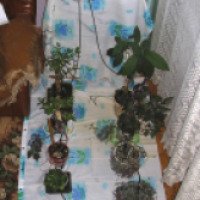 Система автополива для комнатных растений Claber "Оазис"