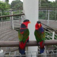 Парк птиц "Jurong" 