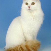 Порода кошек "Турецкий ван"