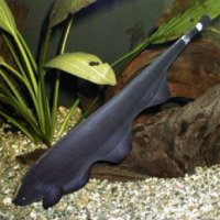 Аквариумная рыбка "Черный нож"