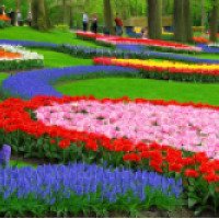 Парк цветов Keukenhof (Нидерланды, Лиссе)