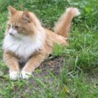 Порода кошек "Сибирская кошка"