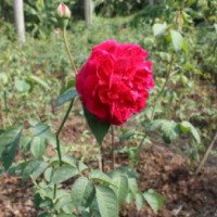 Сад роз Rose Garden 