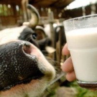 Молоко пастеризованное 3,2 % "Парус"