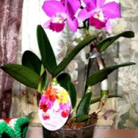 Комнатный цветок Орхидея "Каттлея"