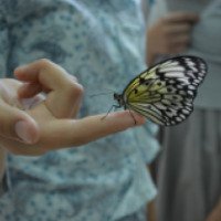 Выставка живых бабочек (Крым, Севастополь)