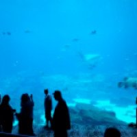 Аквариум Georgia Aquarium (США, Атланта)