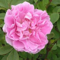 Кустовая канадская роза "Terese Bugnet"