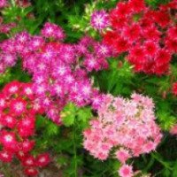 Цветок садовый Гвоздика Шабо