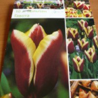 Луковицы тюльпана Mantel Holland "Гавота"