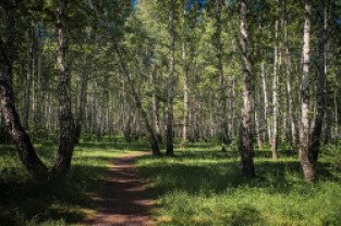 Тюмень парк имени гагарина