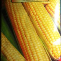 Семена кукурузы Биония "Соблазн F1"