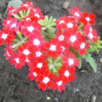 Цветок садовый Вербена гибридная