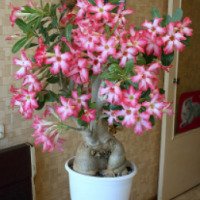 Комнатный цветок "Адениум" - пустынная роза