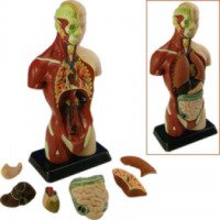 Анатомические модели человека Edu Toys