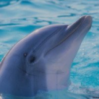 Экстремальный подарок: катание на дельфине