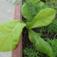 Семена салата листового Аэлита "Неженка"