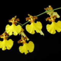 Комнатное растение "Орхидея Онцидиум"