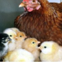 Уход за инкубаторскими цыплятами