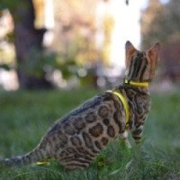 Питомник бенгальских кошек Lunabengal (Россия, Омск)