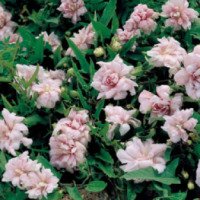 Садовый цветок Калистегия или повой пушистый "Flore Pleno"