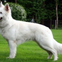 Порода собак "Белая немецкая овчарка"