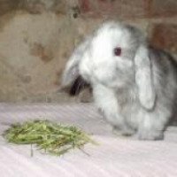 Кролик породы "Карликовый Вислоухий Баран"