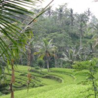 Природа центрального Бали (Индонезия, о.Бали)