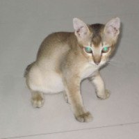 Порода кошек "Вьетнамский бобтейл"