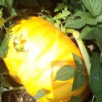 Семена тыквы Семена Украины "Медовая"